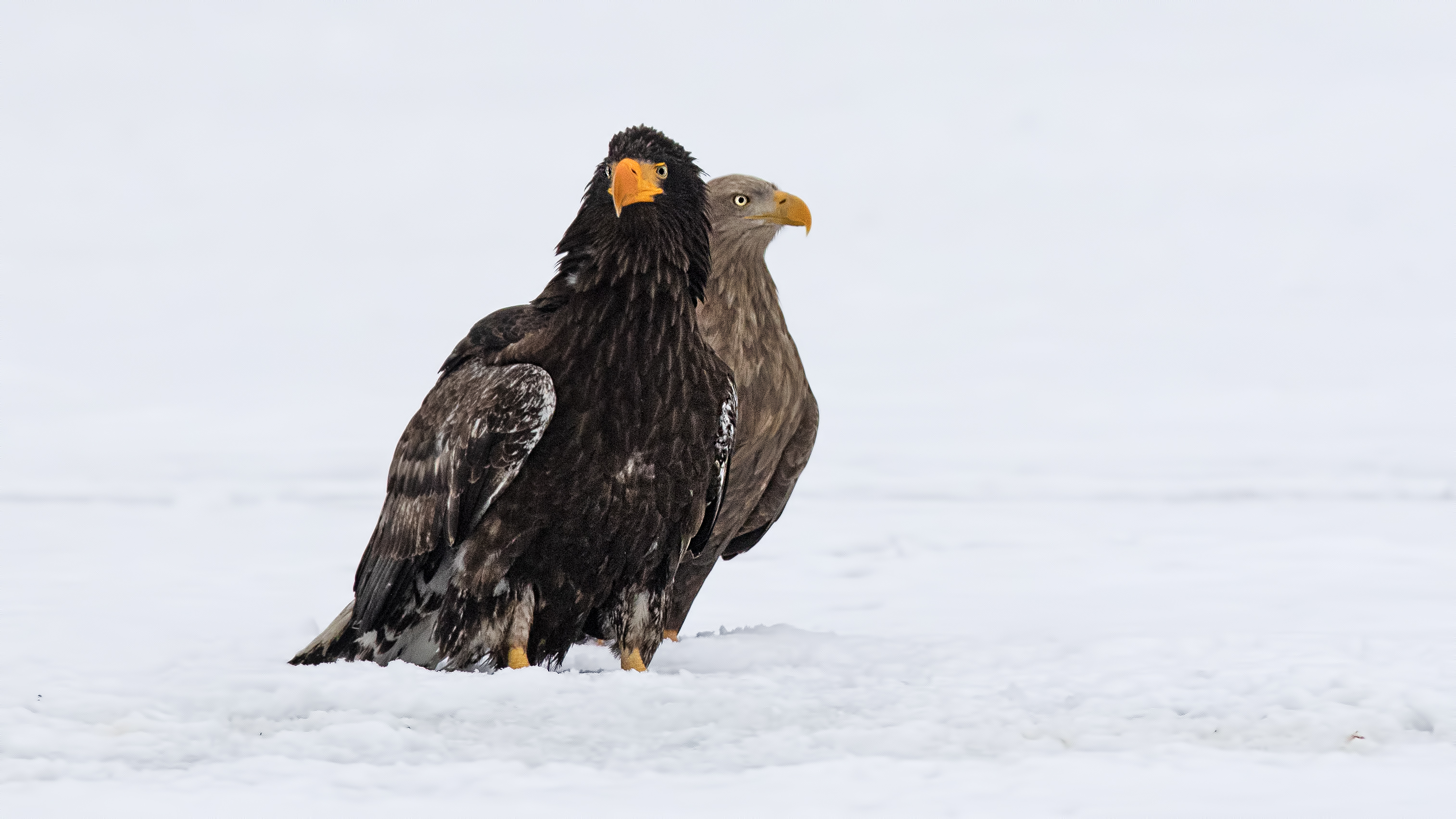 Steller's Sea-Eagle